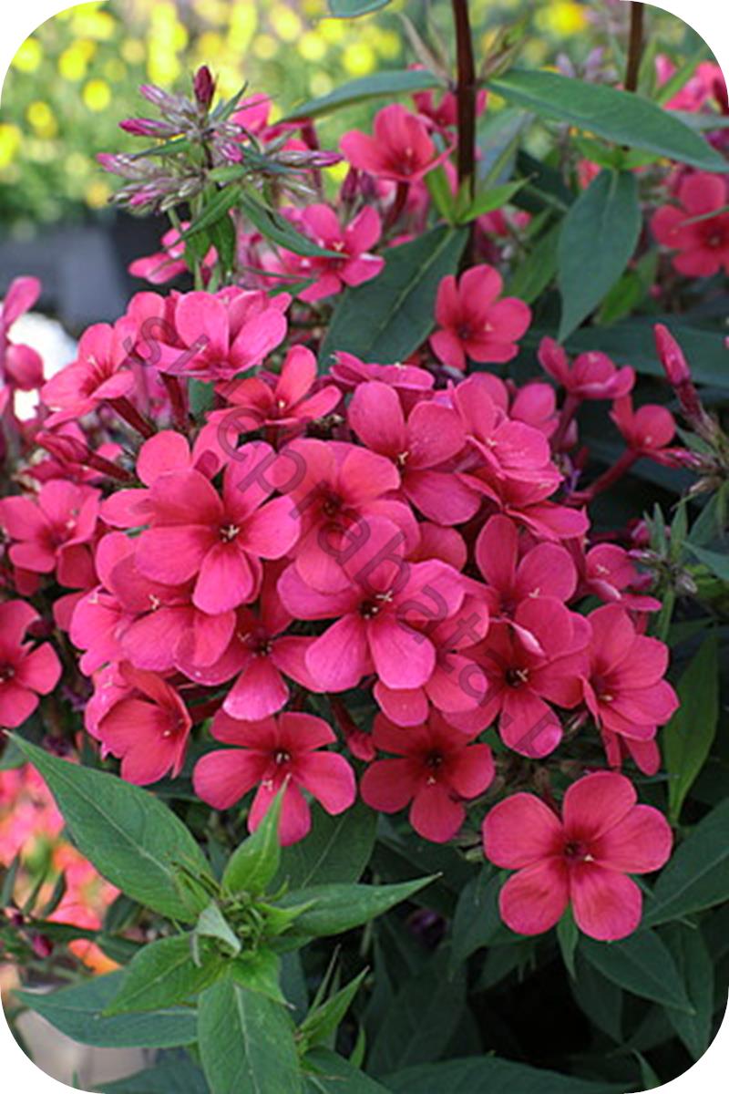 Ред вид. Флокс Эрли ред. Флокс Phlox paniculata early Red. Флокс early Cerise. Флокс Эрли Церайз.