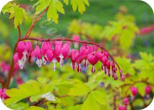 dicentra_gold_heart_79668_4_copy