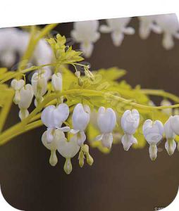 dicentra_white_gold_77402_3_copy