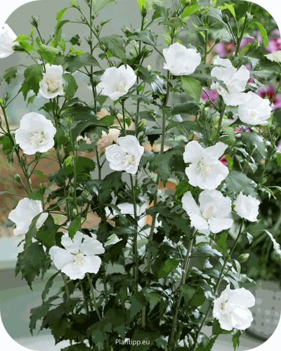 hisgaar_hibiscus-flower_tower_white_flower_copy