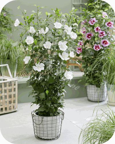 hisgaar_hibiscus-flower_tower_white_patio_copy