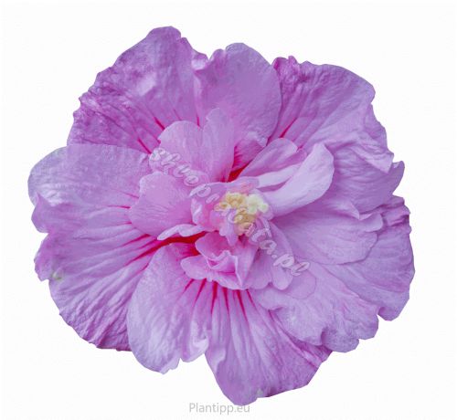 Hibiskus Lavender Chiffon PBR