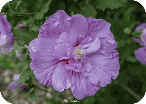 hislave_hibiscus-lavender_chiffon_close_up_flower_copy_copy0
