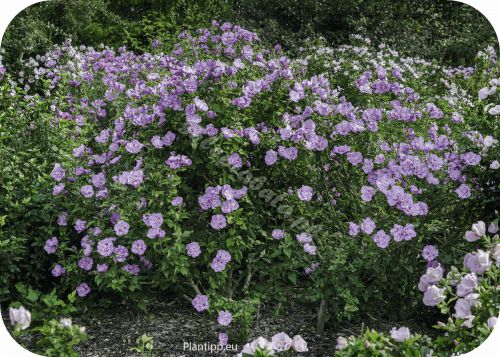 hislave_hibiscus-lavender_chiffon_garden_copy_copy0