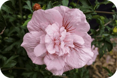 hispink_hibiscus-pink_chiffon_close_up_flower_copy_copy