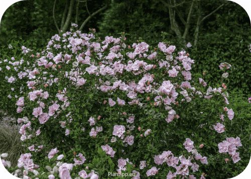 hispink_hibiscus-pink_chiffon_garden_copy_copy