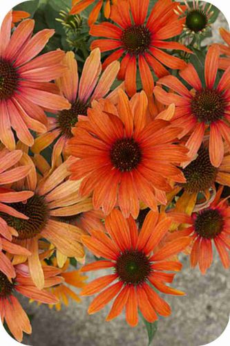 julia_echinacea-hybrida_79299_1