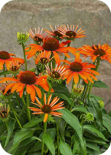 julia_echinacea-hybrida_79299_3