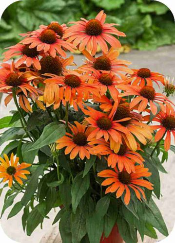 julia_echinacea-hybrida_79299_4