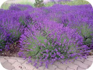 lavender-403222_1920_1_copy