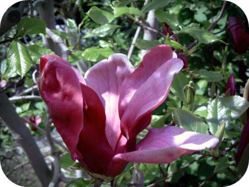 magnolia-3520808_1920_copy0