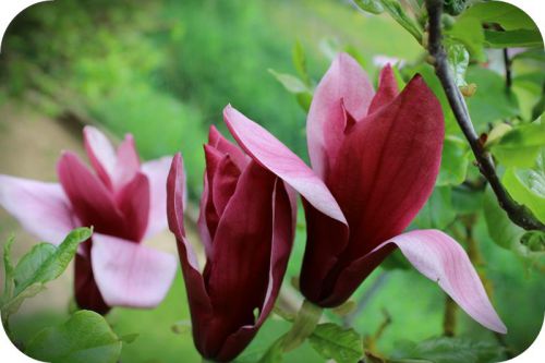 Magnolia purpurowa Nigra - na pniu