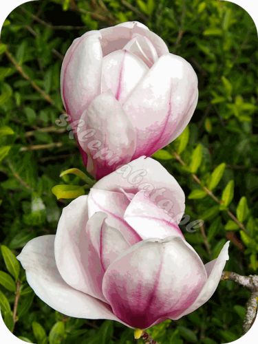 Magnolia Verbanica