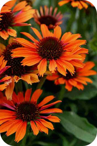 pearl-orange_echinacea-hybrida_75905_1