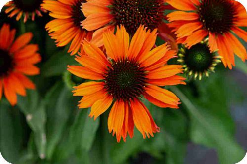 pearl-orange_echinacea-hybrida_75905_2