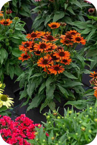 pearl-orange_echinacea-hybrida_75905_3