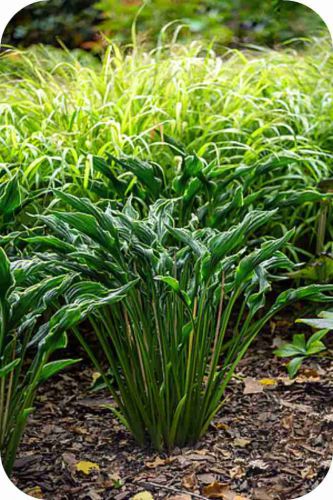 praying-hands_hosta_71916_10