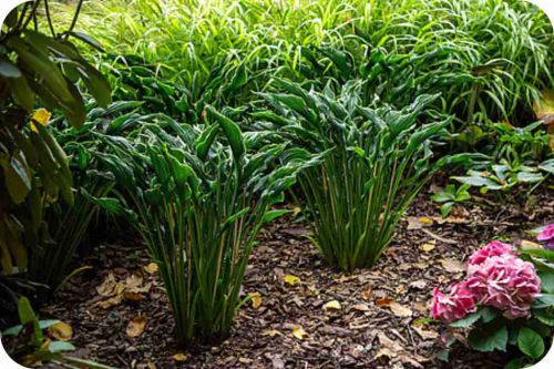 praying-hands_hosta_71916_2