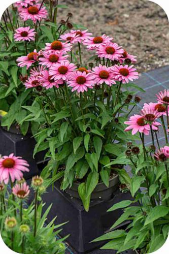 sunmagic-vintage-fuchsia_echinacea-hybrida_75926_2