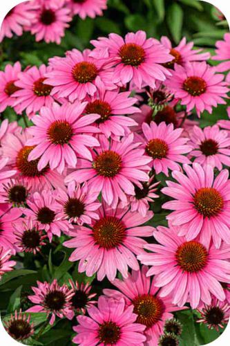 sunmagic-vintage-fuchsia_echinacea-hybrida_75926_3