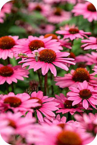 sunmagic-vintage-fuchsia_echinacea-hybrida_75926_4