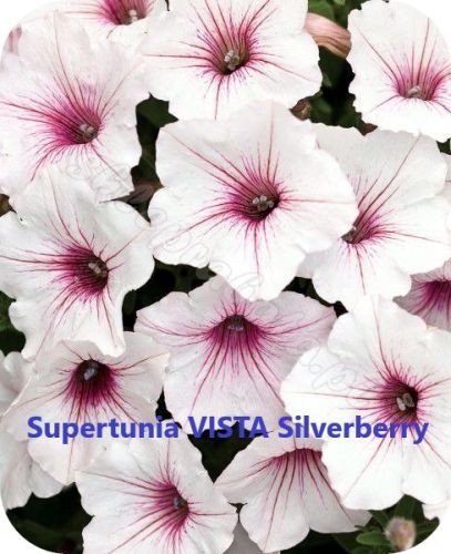 Supertunia VISTA Silverberry